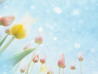 歯周病の治療について